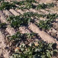 جارو محلی|گل و گیاه طبیعی|سده (خراسان جنوبی), |دیوار