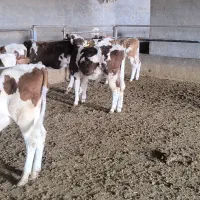 گوساله نر سمینتال|حیوانات مزرعه|اراک, |دیوار