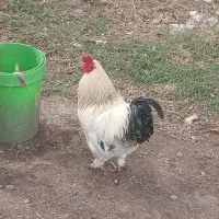 خروس برهما