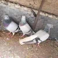 دو عدد دم سفید و یه زاغ نر