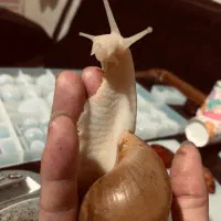 حلزون آلبینو آچاتینا