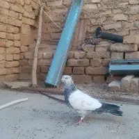 کبوتر کاشونی