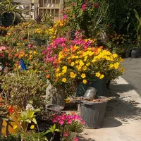 فروش انواع گلهای طبیعی