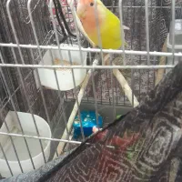 یک جفت کوتوله برزیلی نژاد صورت هلویی قیمت ۱۶۰۰۰۰۰|پرنده|شیراز, دودمان|دیوار