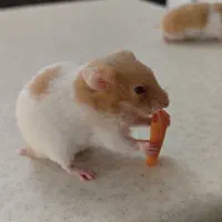 همستر های زیبا و سالم