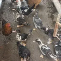 چند عدد اردک اسراییلی  ک محلی به فروش|حیوانات مزرعه|نوشهر, |دیوار
