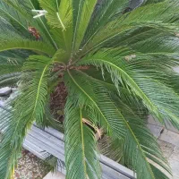 گل سیکاس|گل و گیاه طبیعی|لنگرود, |دیوار