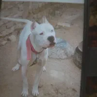 سگ خا رجی فروخته می شود