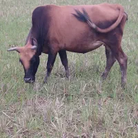 ۵راس گاو حامله|حیوانات مزرعه|رشت, گیل|دیوار