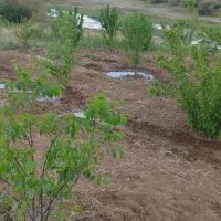 باغ|فروش زمین و ملک کلنگی|دینور, |دیوار