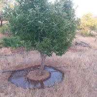 انجام کلیه خدمات کشاورزی شهرستان مهریز