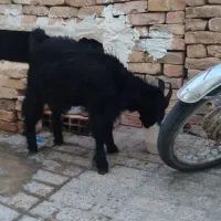 بره و بزغاله سالم وسر حال