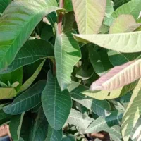 فروش انواع درخت های باغی باغچه ای آپارتمانی|گل و گیاه طبیعی|رامهرمز, |دیوار