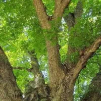 قیمت ۳۸۰ میلیون تومان