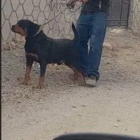 روتوایلراصیل|سگ|تهران, سنگلج (شاپور)|دیوار