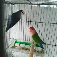 جفت کوتوله برزیلی به همراه جوجه