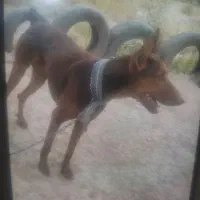 سگ دوبرمن اصل