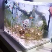 اکواریوم  مدل اکوا|ماهی|کرمان, |دیوار