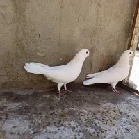 کفتر. نوک قنار|پرنده|تهران, شهرک امام خمینی|دیوار