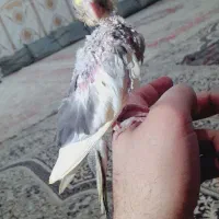 جوجه عروس ابلغ لوتینو|پرنده|زابل, |دیوار