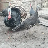 بوقلمون نر و ماده