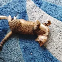 واگذاری گربه ماده ی عقیم شده