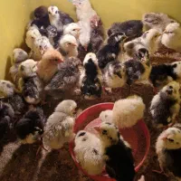 فروش جوجه های گلین وتخم نطفه‌دار تضمینی