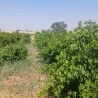 یه-باغی-دارم-شاه-نداره-1500متر-باغ-انگور-سندتک-برگ