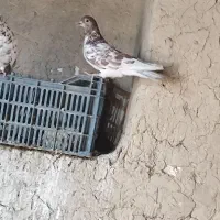 کفتر پرشی حاجی آباد|پرنده|حاجی آباد, |دیوار