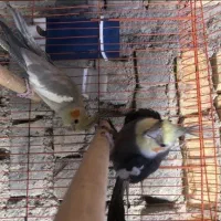 عروس هلندی جفت با قفس وسایل