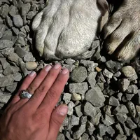 سرابی نر ۱۳ ماهه ۲۴ عیار اصیل خالص|سگ|آمل, |دیوار