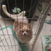 سگ پامر روباهی 7 ماهه