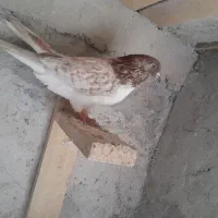 کبوتر پرشی|پرنده|صومعهسرا, |دیوار