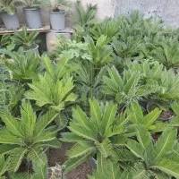 سیکاس 6 ساله