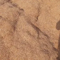 کاه لوبیا