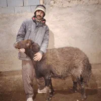 قوچ هترو|حیوانات مزرعه|چناران, |دیوار