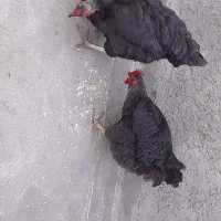 مرغ محلی سیاه