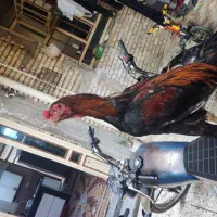 خروس اوشامو|حیوانات مزرعه|دیلم, |دیوار