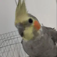 عروس هلندی سینامون|پرنده|شوش, |دیوار