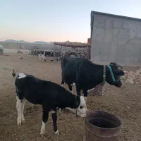 گاو شیری و گوساله سیمنتال