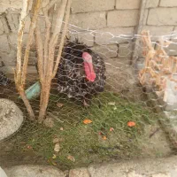 بوقلمون نر وماده تخم گذار