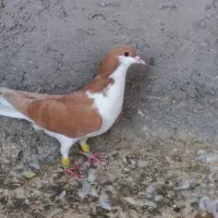 خوشرنگ زرد|پرنده|قزوین, |دیوار