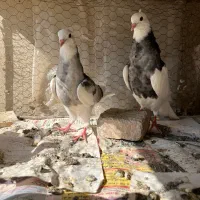 طوقی
