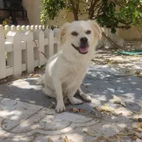 واگذار میشود