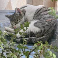 واگذاری بچه گربه ماده