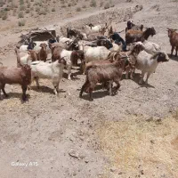 نری|حیوانات مزرعه|کوهبنان, |دیوار