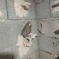 پلنگ فروشی|پرنده|بردسیر, |دیوار