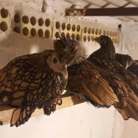 سبرایت کاکلی وارداتی|حیوانات مزرعه|کاشان, شهدا|دیوار