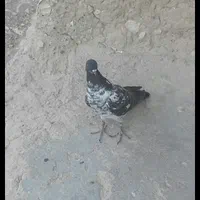 یع عدد کبوتــر