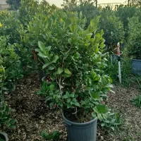 یاس جعبه ۴۰|خدمات باغبانی و درختکاری|کومله, |دیوار